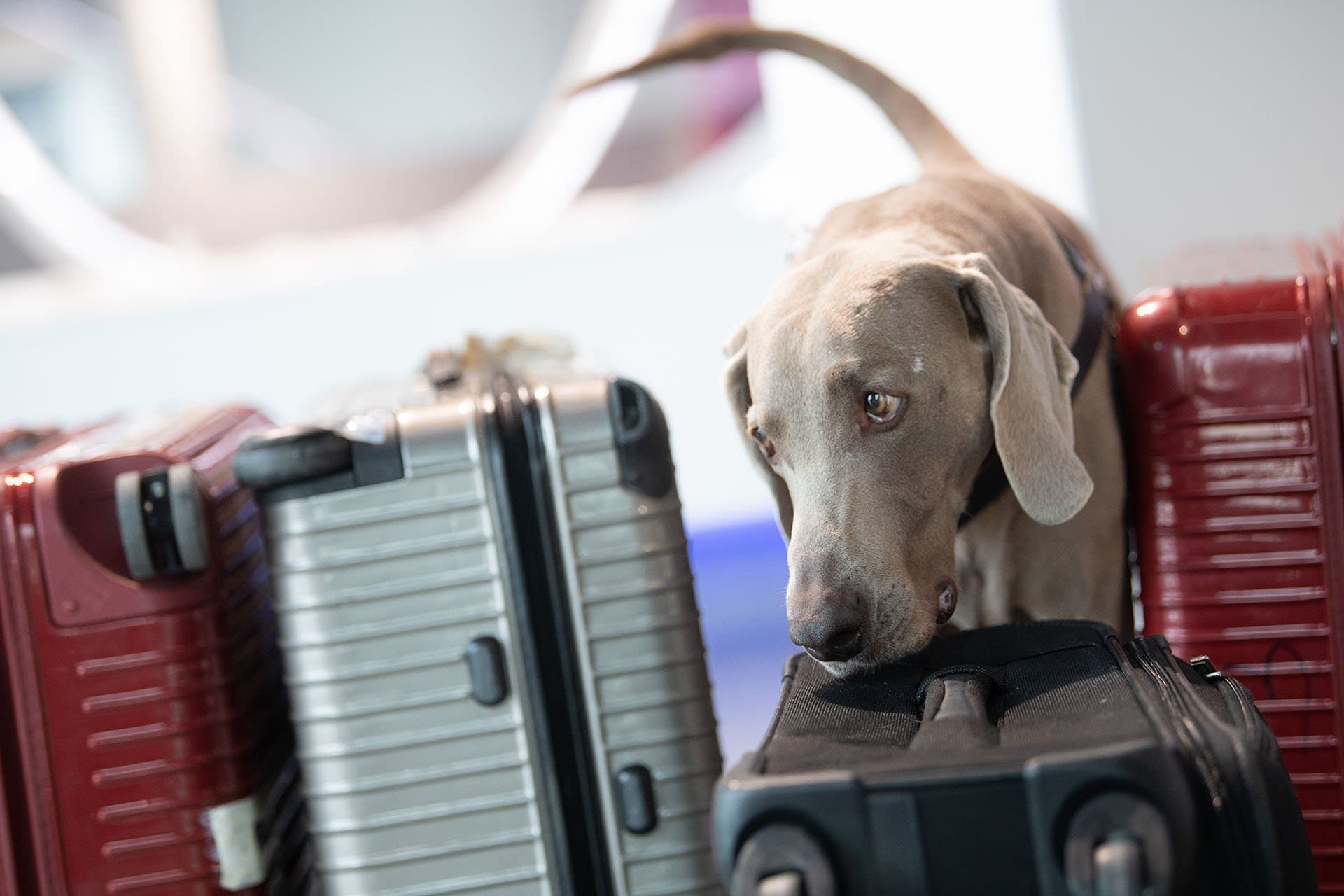Srbija očekuje pojednostavljenje putovanja sa kućnim ljubimcima u EU nakon zvanične potvrde Evropske