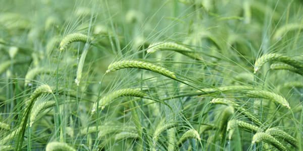 Ministarstvo poljoprivrede SAD (USDA) predviđa porast srpskog izvoza ječma na 160.000 tona