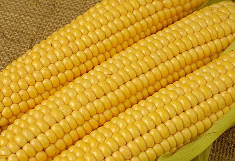 USDA/FAS predviđa oporavak izvoza kukuruza iz Srbije na 2,5 miliona tona u marketinškoj godini 26/27