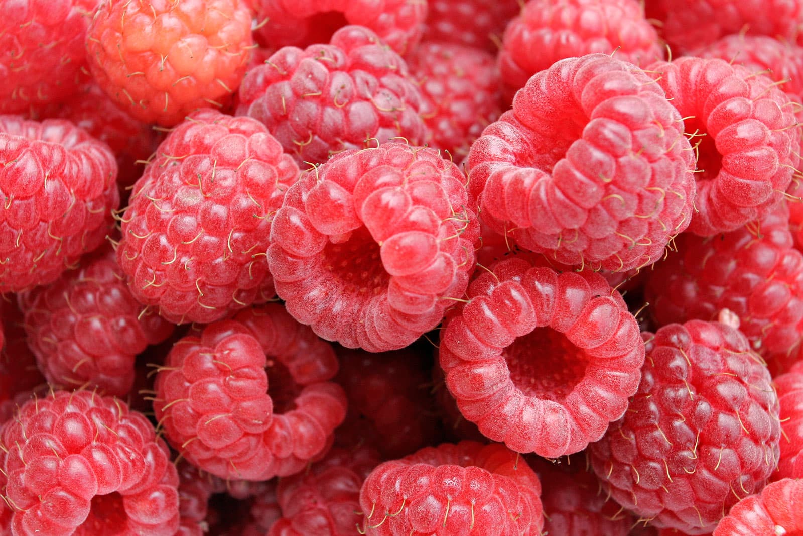 Srbija može da požnje ne više od 15.000 tona maline u 2026. godini