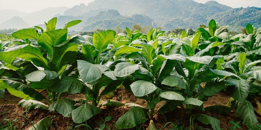 Duvan jača pozicije u poljoprivredi Srbije u uslovima suša i klimatskih promena